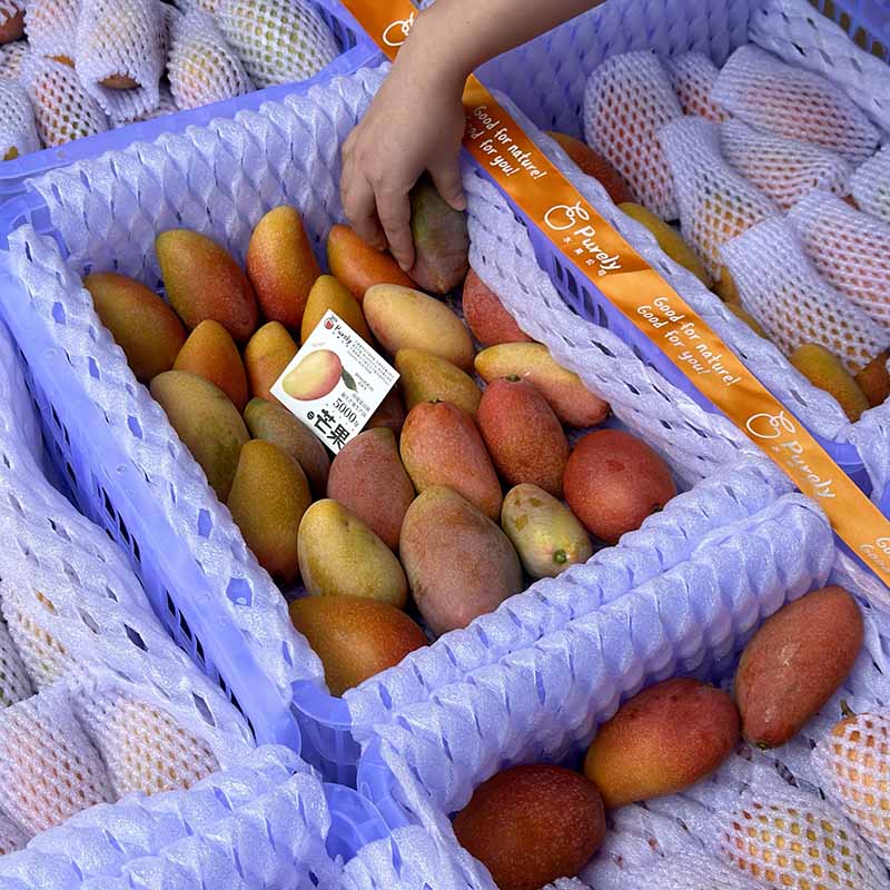 海南树熟「贵妃芒」小果 1kg 约11～13个