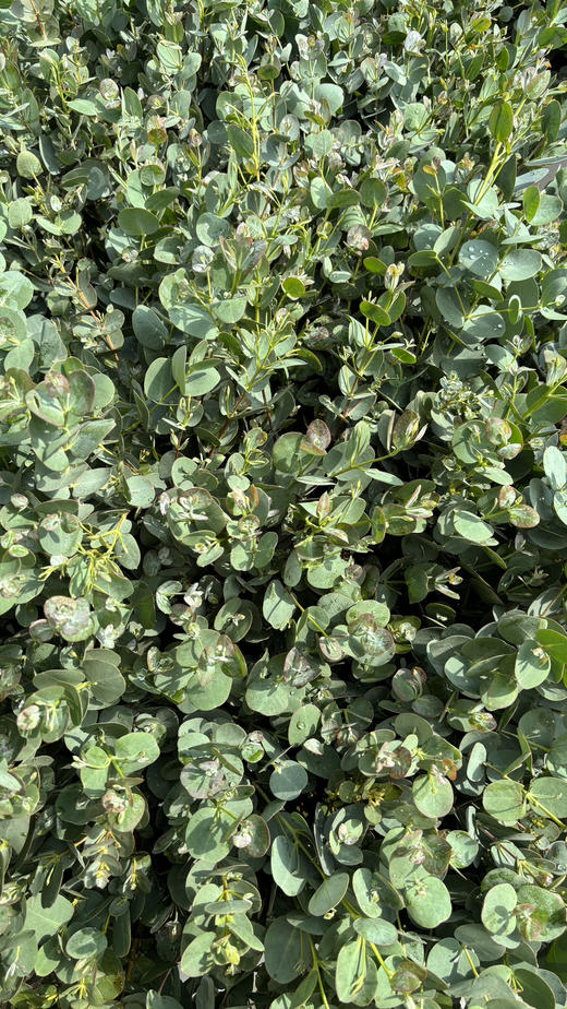 【南粤推荐】尤加利叶（小苹果叶 ） 多分叉/扎 商品图7