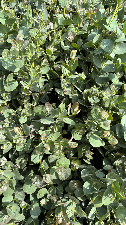 【南粤推荐】尤加利叶（小苹果叶 ） 多分叉/扎 商品图8