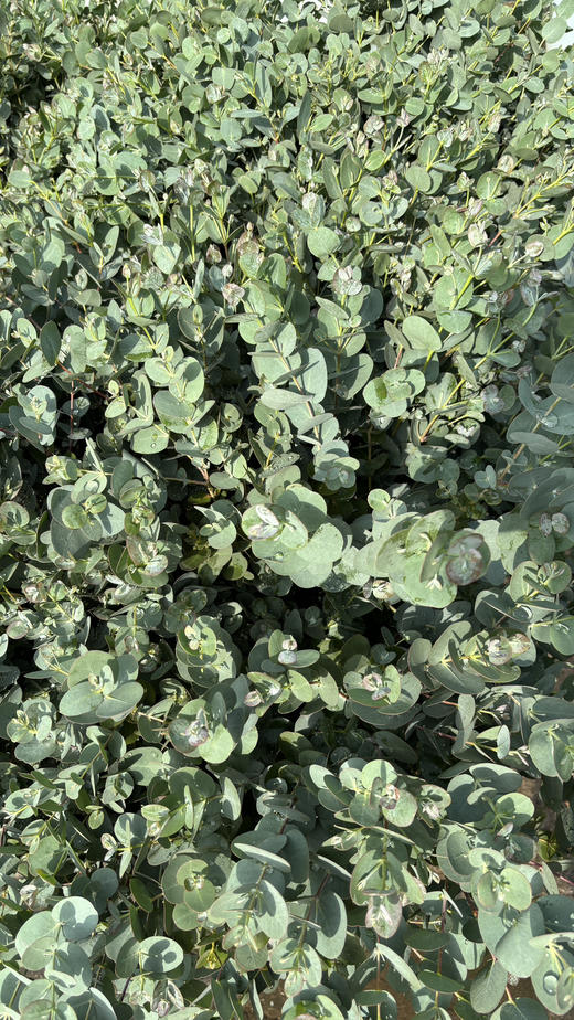 【南粤推荐】尤加利叶（小苹果叶 ） 多分叉/扎 商品图9