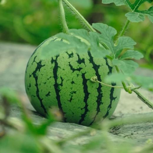 小糖丸西瓜 约3斤/个  | 水果 商品图2