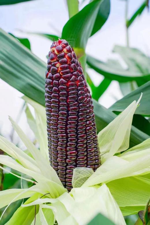 【5袋起包邮】川农牛·黑甜玉种子50g/袋   水果玉米 甜质型 富含花青素、硒元素 可生吃 商品图4