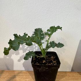 JF 羽衣甘蓝苗儿