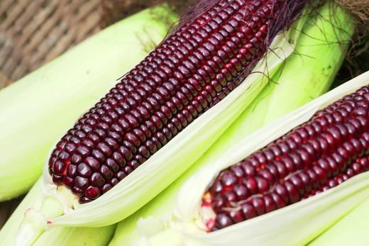 【5袋起包邮】川农牛·黑甜玉种子50g/袋   水果玉米 甜质型 富含花青素、硒元素 可生吃 商品图5