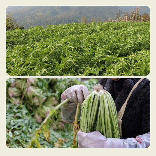 南食召 梅干菜 商品图3