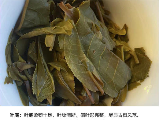 生普 | 千百树【2024年新茶 定制款】那罕古树纯料 春茶 100g/饼 商品图5