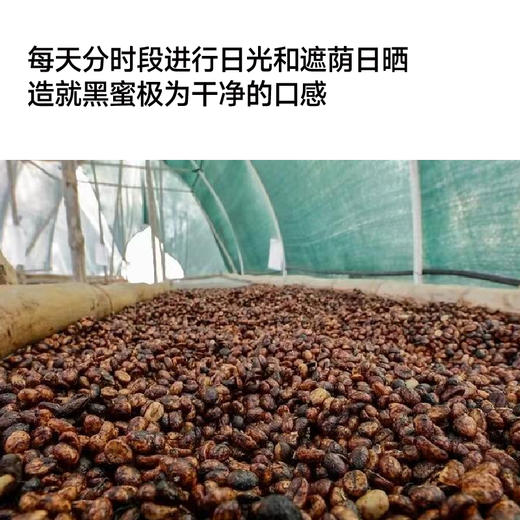 ahahhh手冲豆-埃塞 耶加雪菲 阿多斯 黑蜜 季节手冲咖啡豆 商品图4