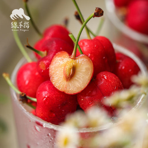 有机白鹿原樱桃| 合作生产 * Organic cherry of Bailuyuan | Coproduction 商品图4