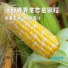 排单发货！金银玉米4斤包邮，顺丰发货，有机方式种植，甜蜜爆汁，生吃熟吃均可 商品缩略图0