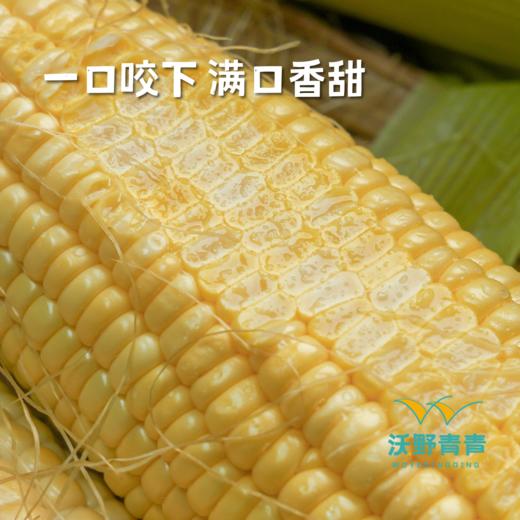 排单发货！金银玉米4斤包邮，顺丰发货，有机方式种植，甜蜜爆汁，生吃熟吃均可 商品图7