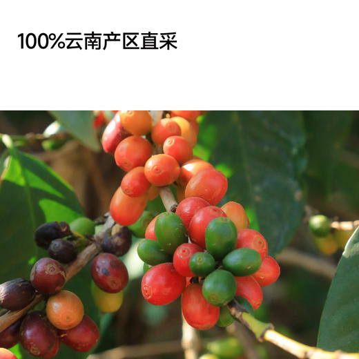 fishtank鱼缸咖啡 门店同款意式咖啡豆 日与夜 商品图4