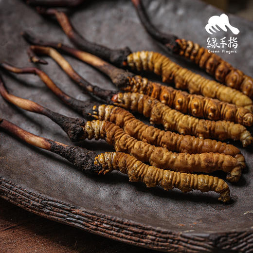 【88折-95折优惠】野生高海拔新鲜冬虫夏草（玉树）| 合作生产 * Yushu high altitude fresh Cordyceps sinensis | Partner Production 商品图7