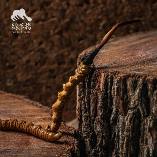【88折-95折优惠】野生高海拔新鲜冬虫夏草（玉树）| 合作生产 * Yushu high altitude fresh Cordyceps sinensis | Partner Production 商品图4