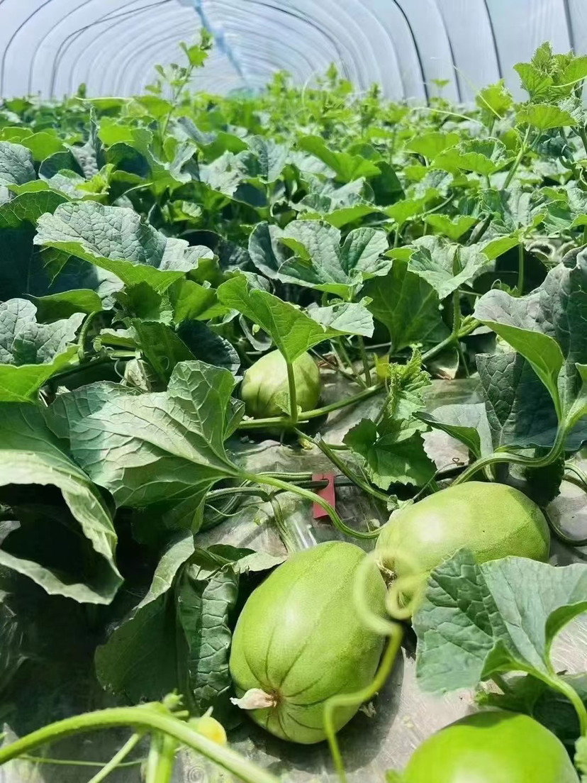 雪梨瓜,一份5斤