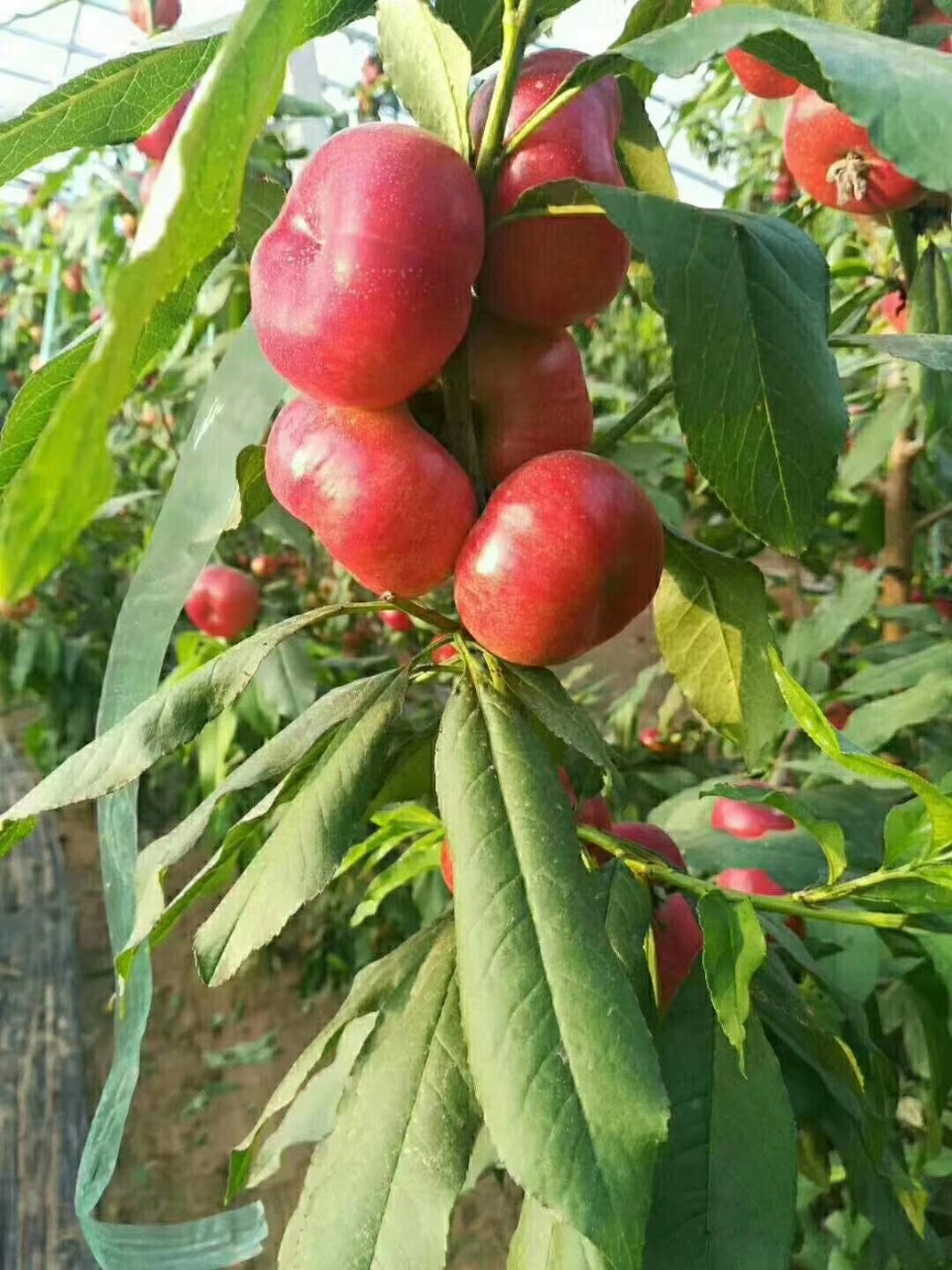 沂蒙山纽扣蟠桃(净果4.5斤一箱)