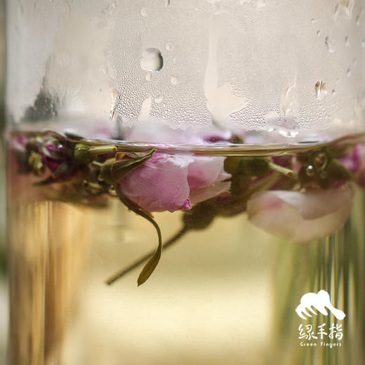 野生玫瑰花茶（塔河） | 合作生产* Feral Rose Tea | Coprodution 商品图3