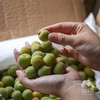生态青梅（云南） | 合作生产 * Eco-green plum | Partner Production 商品缩略图4