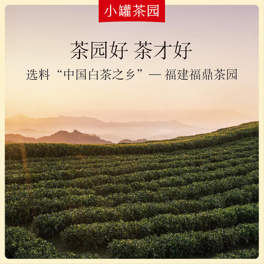 小罐茶  彩标系列寿眉茶  (120g/24饼)  免洗茶叶 风味纯净 48小时发货 商品图1