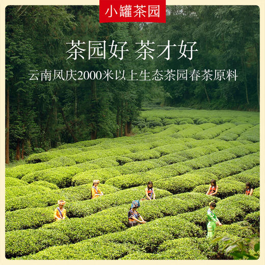 小罐茶  彩标系列滇红茶  125g 免洗茶 红薯香 48小时发货 商品图5