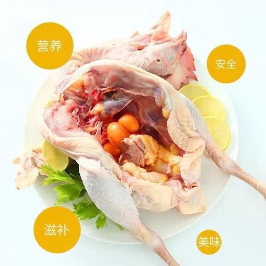 【HFS】大别山金寨老母鸡（净膛剁块）约500g/份 商品图1