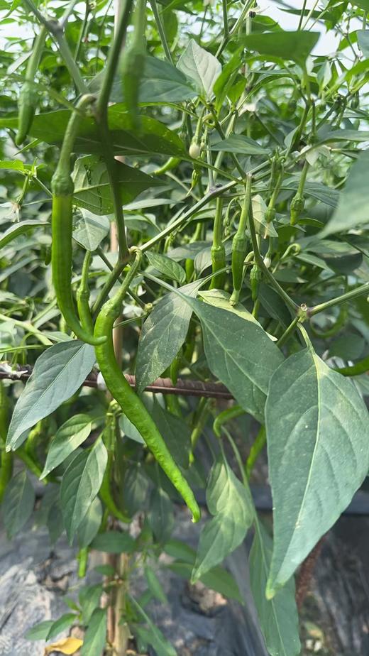 高山杭椒 0.8斤装，炒肉太香了 商品图2