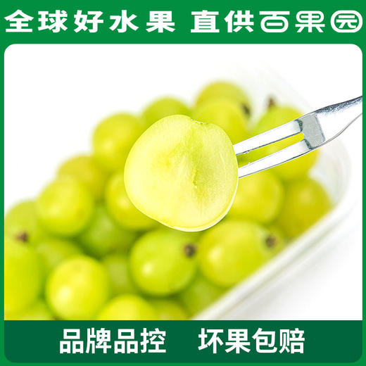 PAGODA百果园 A级-阳光玫瑰青提（大果）4.5斤彩箱装 商品图2