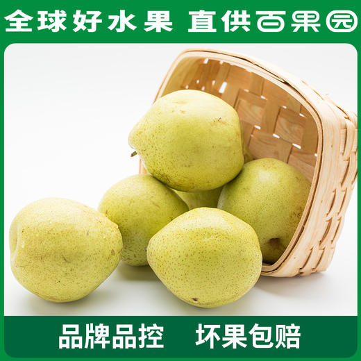 PAGODA百果园 A级-雪梨6粒家庭装 商品图1