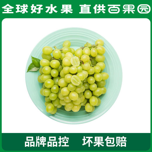 PAGODA百果园 A级-阳光玫瑰青提（大果）4.5斤彩箱装 商品图1