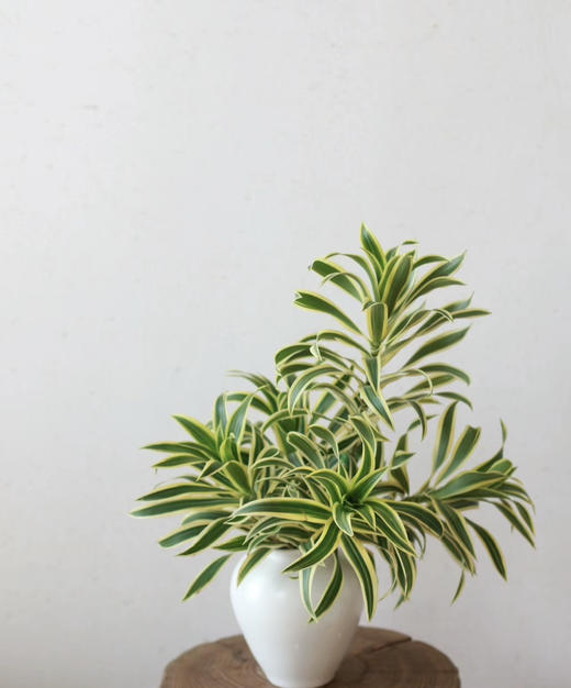 【竹报平安】金边百合竹 2枝/扎 商品图3