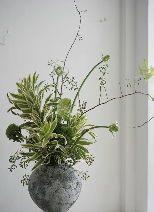 【竹报平安】金边百合竹 2枝/扎 商品图9