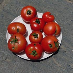 有机丑果番茄（草莓番茄）｜云南楚雄