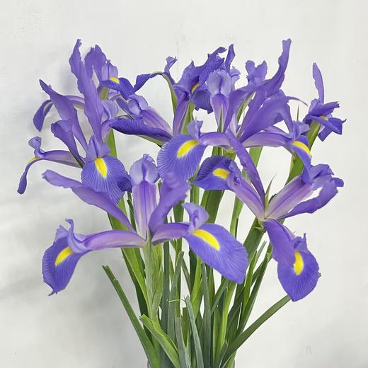 1月22日淡蓝鸢尾Shanghai 60cm-10支 商品图0