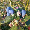 有机蓝莓（云南大理） | 合作生产*Organic blueberries | artner Production 商品缩略图3
