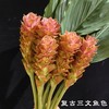 夏日精选花材姜荷花【有邮费】 商品缩略图6