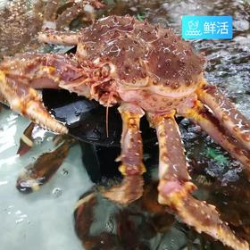 帝王蟹（只）约3.5斤