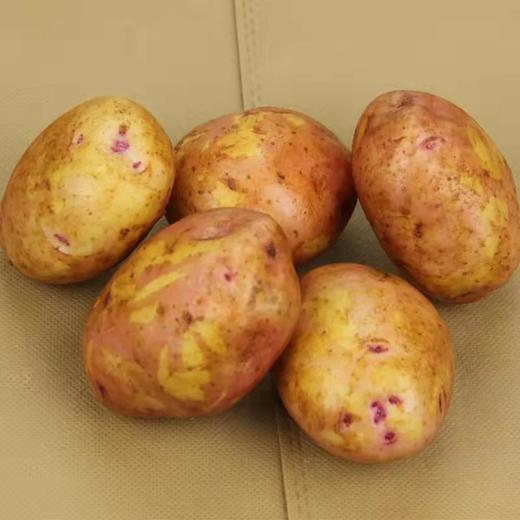 【云南红皮土豆】香甜粉糯 细嫩绵密不噎人 口感香甜 原生态种植 2种规格任选 商品图6