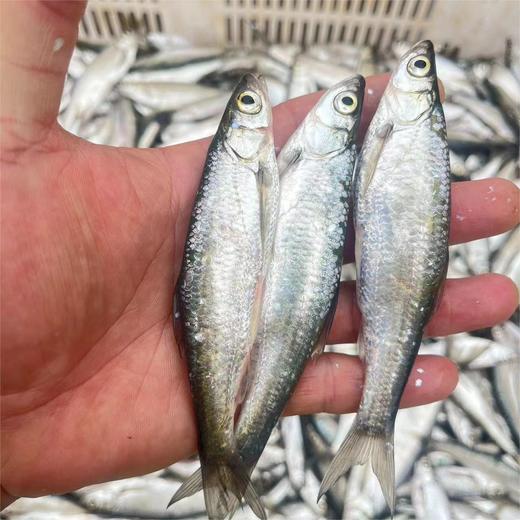 野生小白条鱼| 合作生产 * Small wild whitefish | Partner Production 商品图0