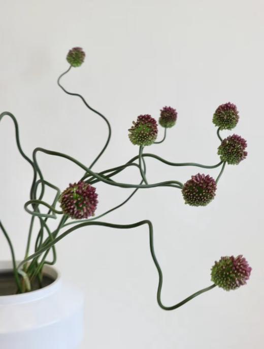 3月24日弯葱-10支 商品图0