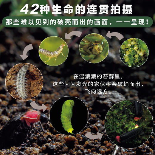 【3-10岁】生命的故事系列 商品图2