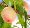 2025年正宗阳山水蜜桃 商品缩略图2