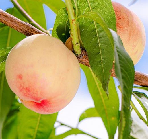 2025年正宗阳山水蜜桃 商品图2