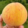 【下架】【助农】山水龙城精选套袋黄桃含箱重5斤（重量已足非满格） 商品缩略图1