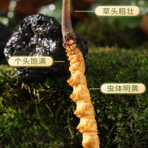 【现挖西藏鲜虫草】季节限定福利 补充满满能量（收到货后请尽快冷冻保存哦~） 商品图3