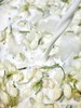 茉莉蜜瓜（绿/黄） 商品缩略图8
