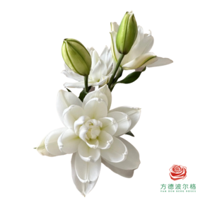 百合-雪莲花三头 5枝一扎