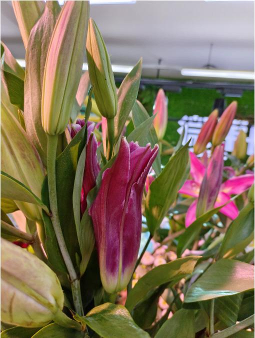 红百合3支 商品图1