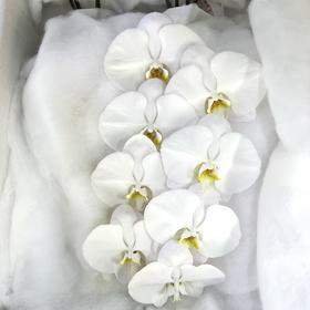 4月1日精装B+级白色蝴蝶兰（每支8朵花）TM农场-10支