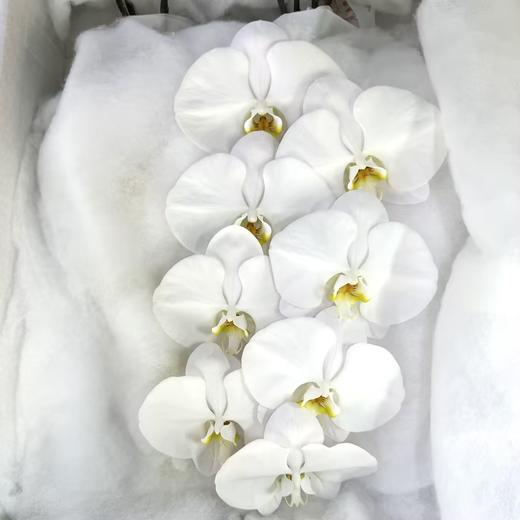 4月1日精装B+级白色蝴蝶兰（每支8朵花）TM农场-10支 商品图0