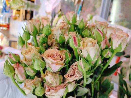 多头卡布奇诺玫瑰5支 商品图2