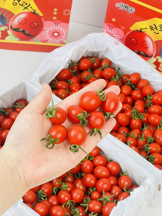 小番茄，国内绿色种植，浓郁爆浆，甜度高 商品图6